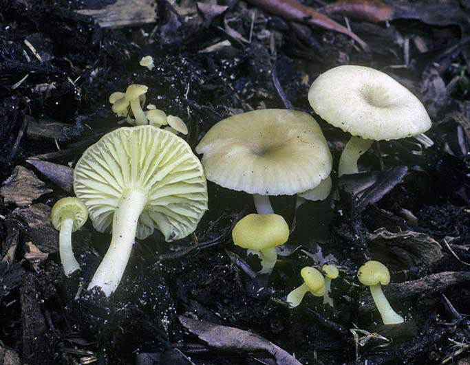 Chrysomphalina grossula